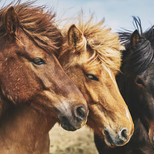 Meet your Posher, Addison